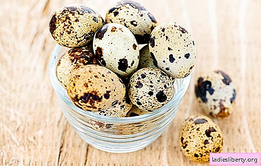 Quail eggs: health benefits. How to use quail eggs with benefit without harm to the body