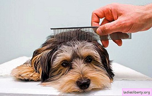 Caspa de perro: ¿qué hacer? Causas de la caspa en una mascota y métodos de tratamiento.