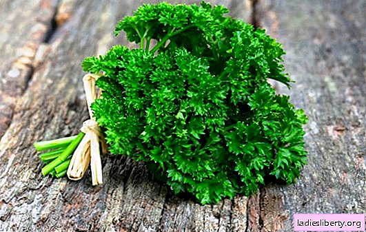 Parsley, useful properties and methods of use. Parsley, contraindications