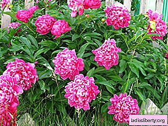 Peony - growing, care, transplant and reproduction
