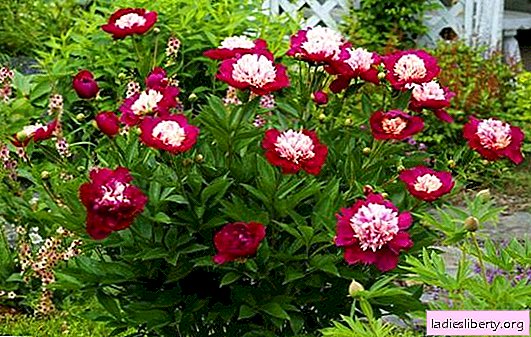 Peonies: planting and care in the open ground. How to plant peonies in the garden, the features of care (photo), watering and feeding