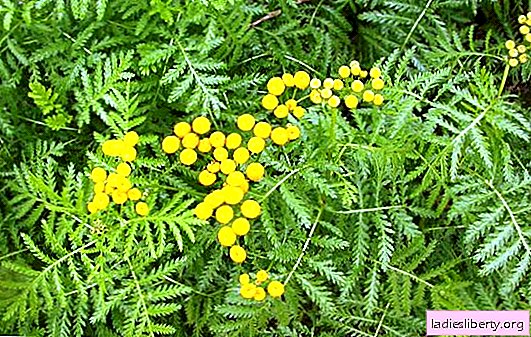 Tansy: useful properties and contraindications of the plant. What are the beneficial properties of tansy, how to apply it