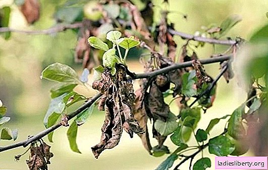 Por qué las hojas se vuelven negras en la pera: tres causas principales de la enfermedad. Qué hacer si las hojas de la pera se vuelven negras: todos los métodos de lucha disponibles