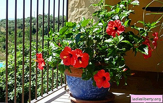 Why is hibiscus called the "flower of death" and "husbands"? Caring for a Chinese rose at home: for those who do not believe in signs