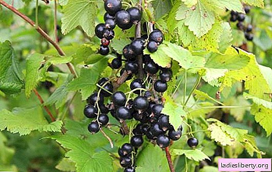 Why does blackcurrant crumble? What to do if currant berries fall unripe - an urgent crop rescue!