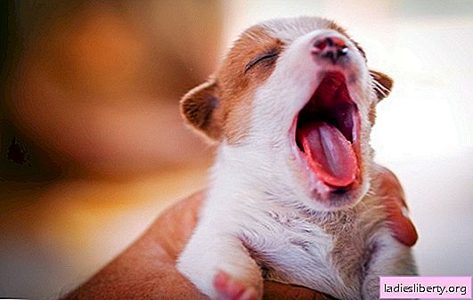 Why the puppy hiccups: what is hiccups, the causes of its occurrence and alarming symptoms. What to do if a puppy hiccups?