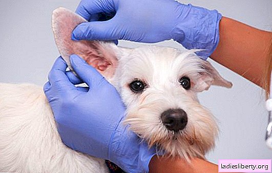Pourquoi le chien secoue souvent ses oreilles, que faire, comment aider l'animal. Symptômes de la maladie et méthodes de traitement