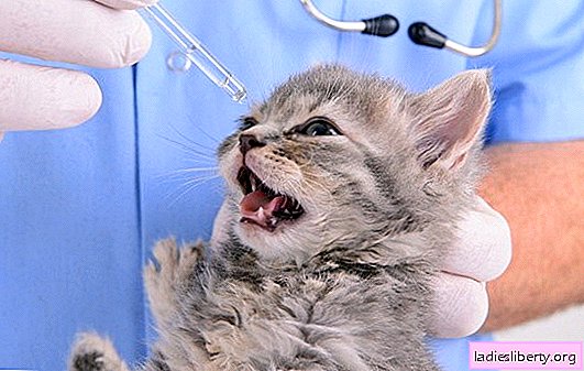 Warum eitert ein Katzenaugen: mögliche Ursachen, Arten von Sekreten, Diagnose und Behandlung. Was tun, wenn die Katzenaugen eitern?