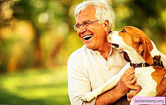 Por que os donos de cães vivem mais?