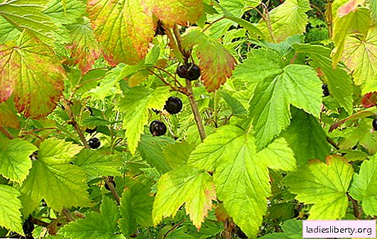 Why did the currant dry, what is the reason? How to save a bush and what to do if the currant dries before your eyes