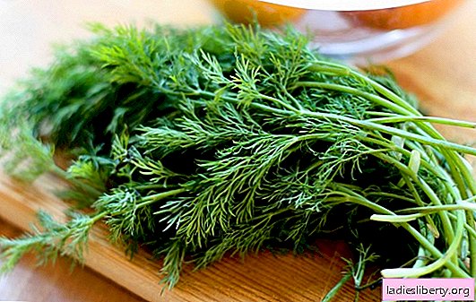 The gift of nature, dill: the benefits and harm to health. Low calorie and special properties of dill in a hurry to the benefit of the body