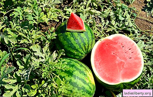 A selection of the best universal varieties of watermelons for any field. Watermelons for the southern and northern regions: a description of the best varieties, characteristics and photos