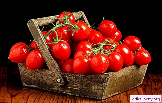 온실과 열린 땅을 위해 가장 유익한 토마토를 선택했습니다. 자세한 설명, 토마토 최고의 품종의 사진
