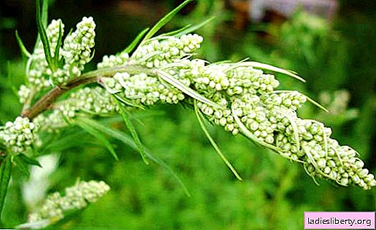 Useful and harmful substances in the composition of wormwood, their properties and contraindications. Wormwood - for the treatment of various diseases and weight loss