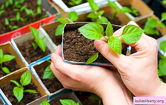 Koristni nasveti za gojenje sadik paprike doma. Kako gojiti sadike popra, da bi dobili bogato letino