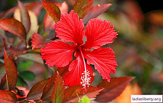 Propriétés utiles de l'hibiscus: indications pour l'utilisation du thé d'hibiscus. Les dommages causés par l'hibiscus dans un certain nombre de maladies - qui ne devrait pas boire de l'hibiscus?