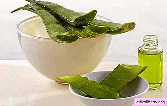 Useful properties of a mask with aloe for hair: features. Ways to use aloe for hair - only effective recipes