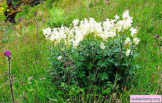 Useful properties of meadowsweet, and to whom is it contraindicated? In which cases are the beneficial properties of the meadowsweet, and how to apply it