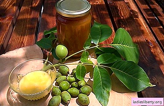 Useful properties of green walnut with honey - a simple recipe. Recommendations for the use of green walnuts with honey