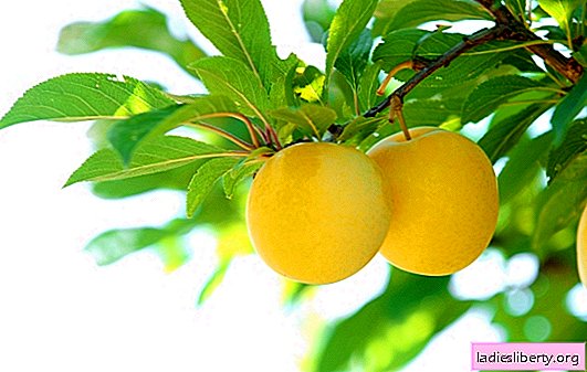 Useful properties of yellow plum. Different ways of eating and using yellow plums and their seeds: recipes for dishes and remedies