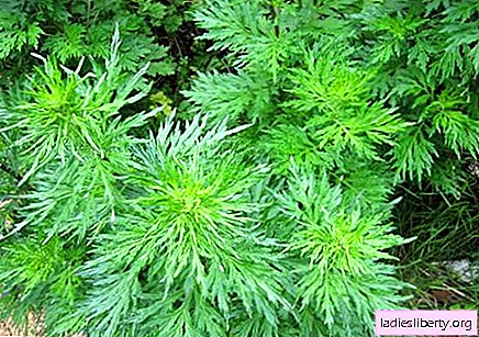Wormwood - medicinal properties and uses in medicine