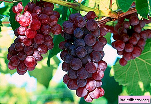 Mulheres de grandes dimensões são aconselhadas a comer uvas escuras.
