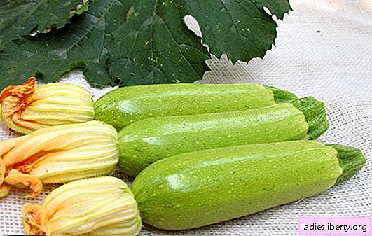 Nutzen und Schaden von Zucchini: Unauffällige Kämpfer mit Herzinfarkt! Die Verwendung von Zucchini mit maximalem Nutzen für die Gesundheit