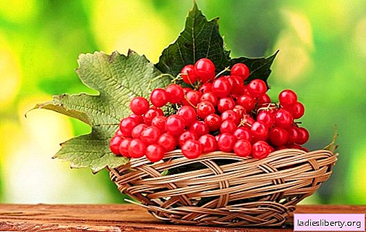 The benefits and harm of Viburnum: Let us turn to the facts. Caloric content, composition and scope of viburnum: useful bitter bright berries