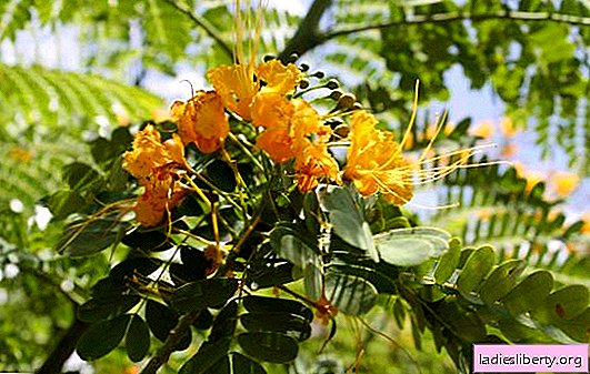 The benefits of cassia: properties, applications, effects on the body. How does cassia help with weight loss?