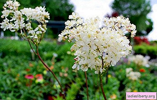 The benefits of meadowsweet: properties and methods of application. What harm will the meadowsweet (meadowsweet) bring in case of violation of the norms of use?
