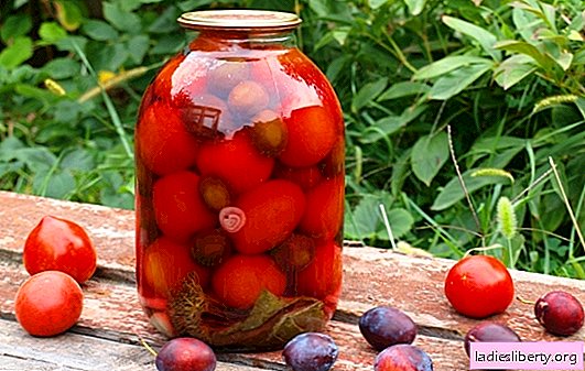 Tomates avec des prunes pour l'hiver - nous nous souviendrons de l'été! Recettes et secrets de la cuisson des blancs de tomates aux prunes pour l'hiver