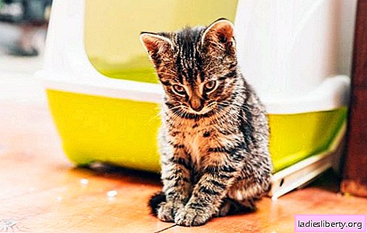 Diarreia em um gato: possíveis causas e complicações. O que fazer se um gato tem diarréia e vale a pena o alarme?