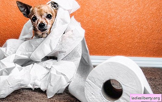 Diarrea en un perro, qué hacer si el perro tiene heces sueltas: métodos de tratamiento. ¿Cómo ayudar a una mascota? ¿Es posible administrar medicamentos humanos?
