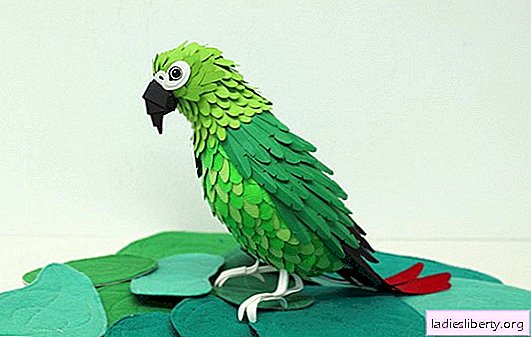 ببغاء DIY: مخطط للأطفال. تقنية اللف متطورة لصنع طيور الحب