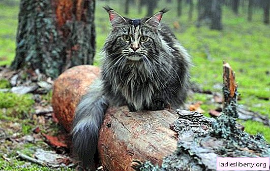 Maine Coon cat breed: the main differences, pros and cons. How many Maine Coons live, is it difficult to maintain them at home?
