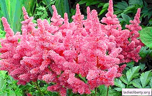 Landing astilbe on the site. Methods of growing and caring for astilbe. Astilba pests and diseases