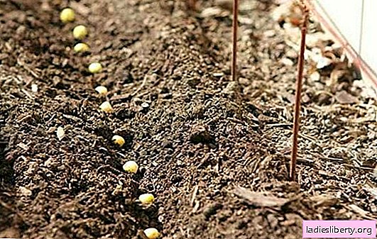 Plantar guisantes en un jardín: ¿es fácil? Sembrando semillas de guisantes, en qué suelo crecen los guisantes, fertilizando y cuidando