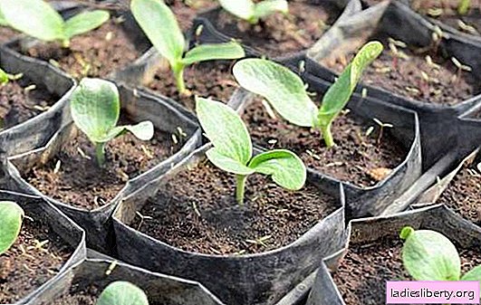 Planter des courgettes sur le site: faut-il faire pousser des plants? Semer des graines de courgette, faire pousser des plantes, en prendre soin, la transplanter