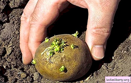 Plantando batatas com tubérculos no jardim. Escolhendo o caminho certo para cultivar batatas com tubérculos e cuidar delas