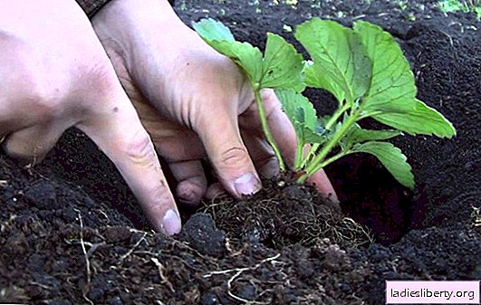 Planting strawberries in the spring in the open ground - secrets of a plentiful harvest. Nuances and rules of spring planting strawberries in the ground