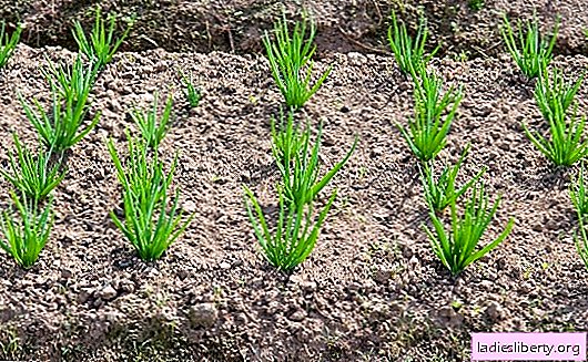 Planting onions on greens in a personal plot. Methods for planting and caring for onions in greens: useful tips and advice for beginner gardeners
