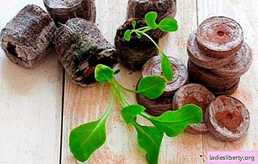 Das Einpflanzen von Petunien in Setzlingstabletten: Feinheiten. Merkmale des Umpflanzens von Petunien von Tabletten in Töpfe und ins Freie
