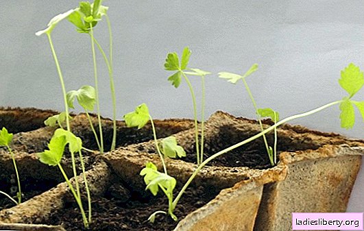 Planting celery for seedlings, rules, tips, recommendations. How to plant celery on seedlings and grow high-quality root crops
