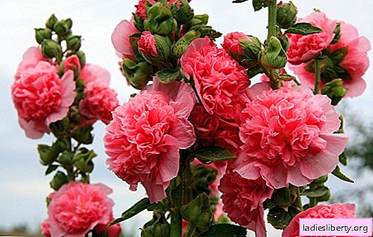 Plantio de rosas de caule com sementes: datas de semeadura, regras para o cultivo de mudas. Como cuidar de um estoque de rosa: controle de pragas