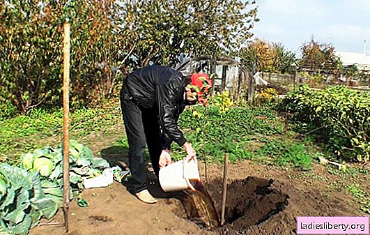 Plantar un manzano en otoño: ventajas y desventajas. Reglas para trasplantar y plantar manzanos en otoño: términos e instrucciones paso a paso
