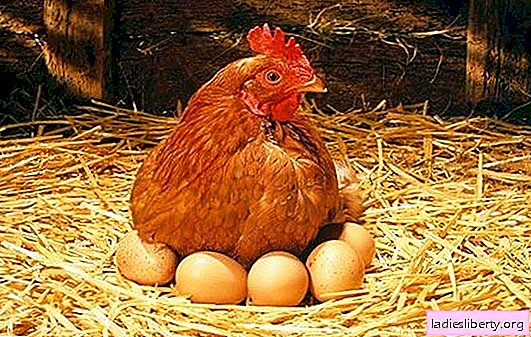 La vérité et le mythe sur les avantages et les dangers des œufs de poule pour la santé. Des faits étonnants sur les œufs de poule et leurs propriétés bénéfiques?