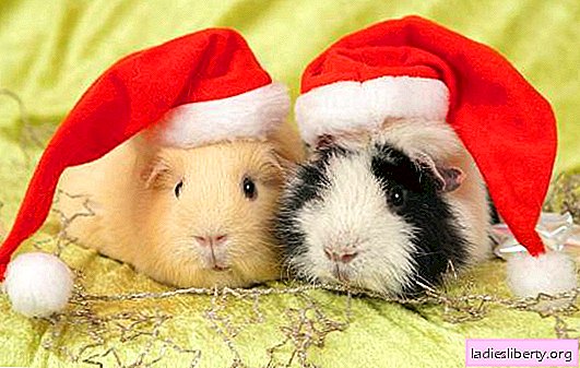 Rules for the care of guinea pigs: the choice of an animal, food, toys. The main features of guinea pigs at home
