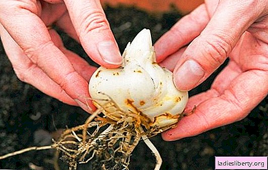 Proper planting of lilies in autumn: place, date, planting depth. Features of planting lilies in the fall in the ground