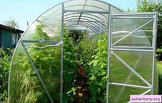 Plantación adecuada de pepinos en un invernadero de policarbonato. Las sutilezas de preparar plántulas de enredadera y plantar plántulas en un invernadero