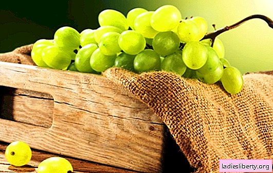 Proper storage of grapes at home. Secrets of “experienced”: how to store grapes at home until a new crop